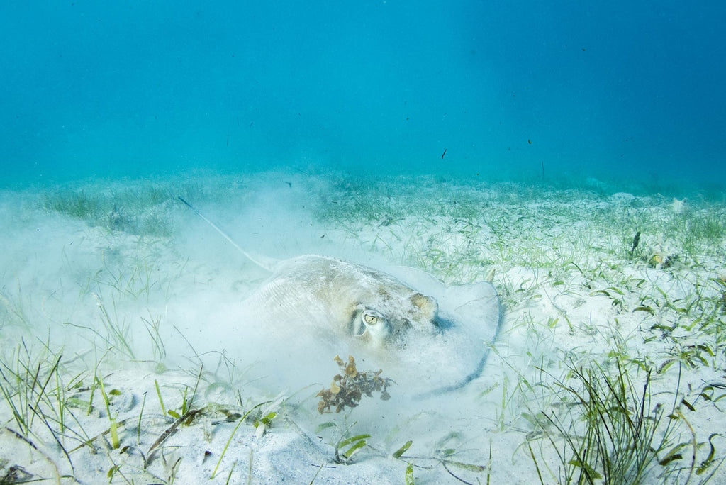 Bryant Turffs Stingray