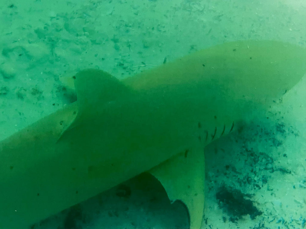 Turks and Caicos Green Shark Denise Pietsch