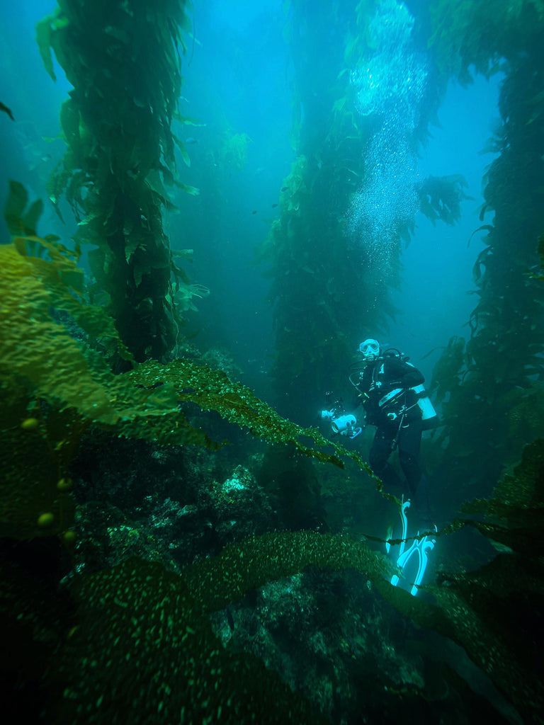 Catalina Island Diver in Kelp