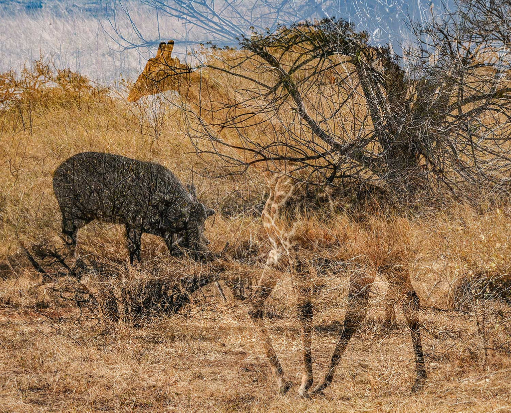 Double Exposure Glenn Ostle