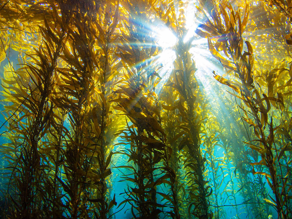 Douglas Klug Kelp Forest Sunburst Feb. 2020