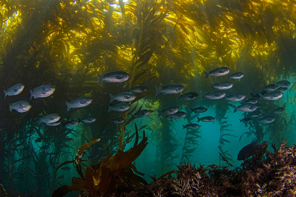 Douglas Klug Kelp Forest Blacksmith Forest