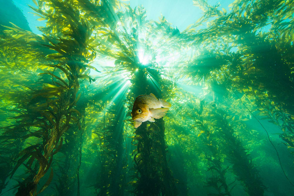 Douglas Klug Kelp Forest Fish Sunburst