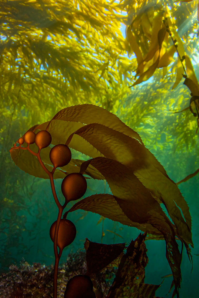 Douglas Klug Kelp Forest Kelp Growth