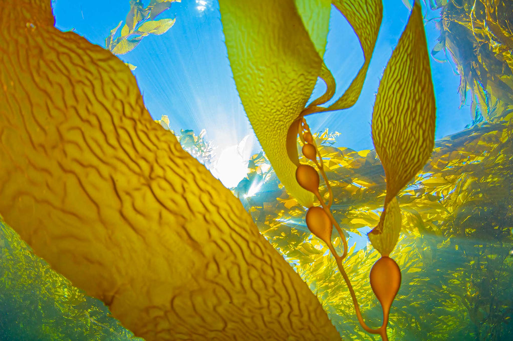 Douglas Klug Kelp Forest Kelp Growth with Sun