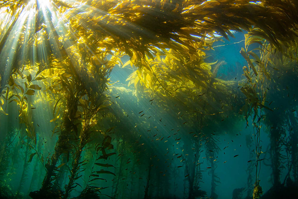 Douglas Klug Kelp Forest Sunburst 3