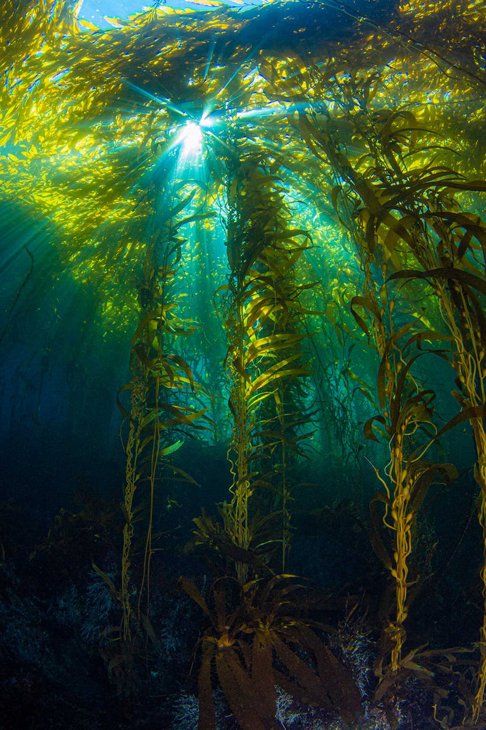 Douglas Klug Kelp Forest Vertical Sunburst