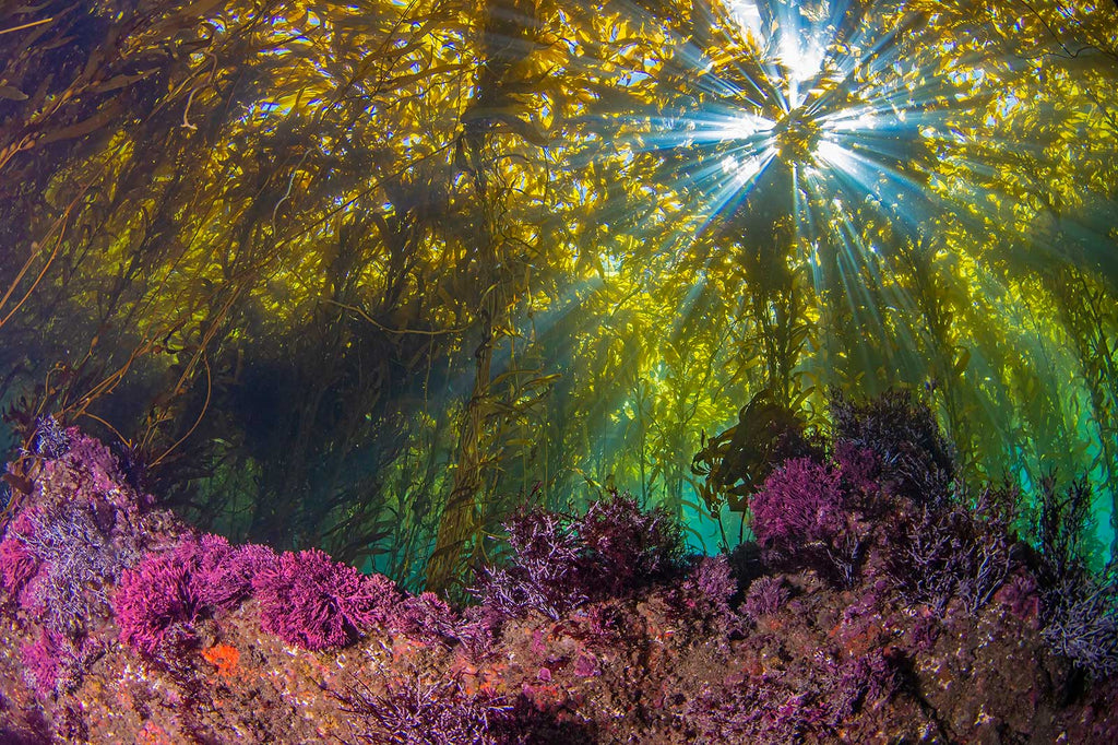 Douglas Klug Kelp Forest Kelp Sunburst Dec 2021