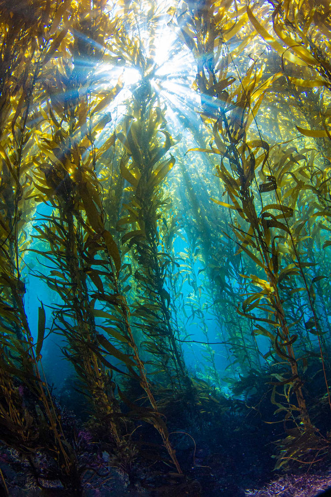 Douglas Klug Kelp Forest Vertical Sunburst