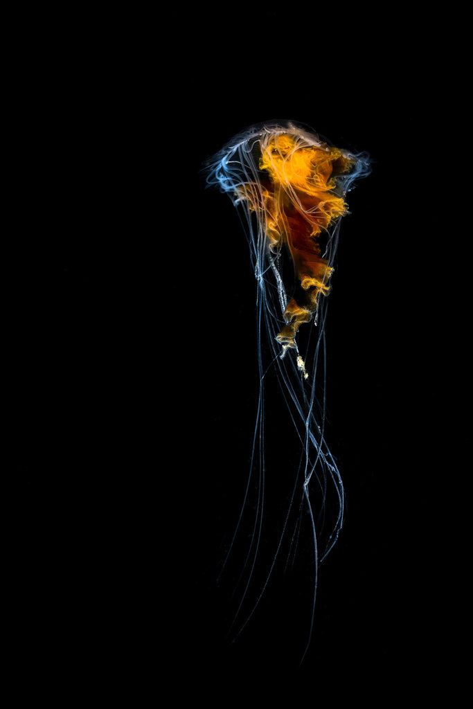 Gary Burns Egg Yolk Jellyfish