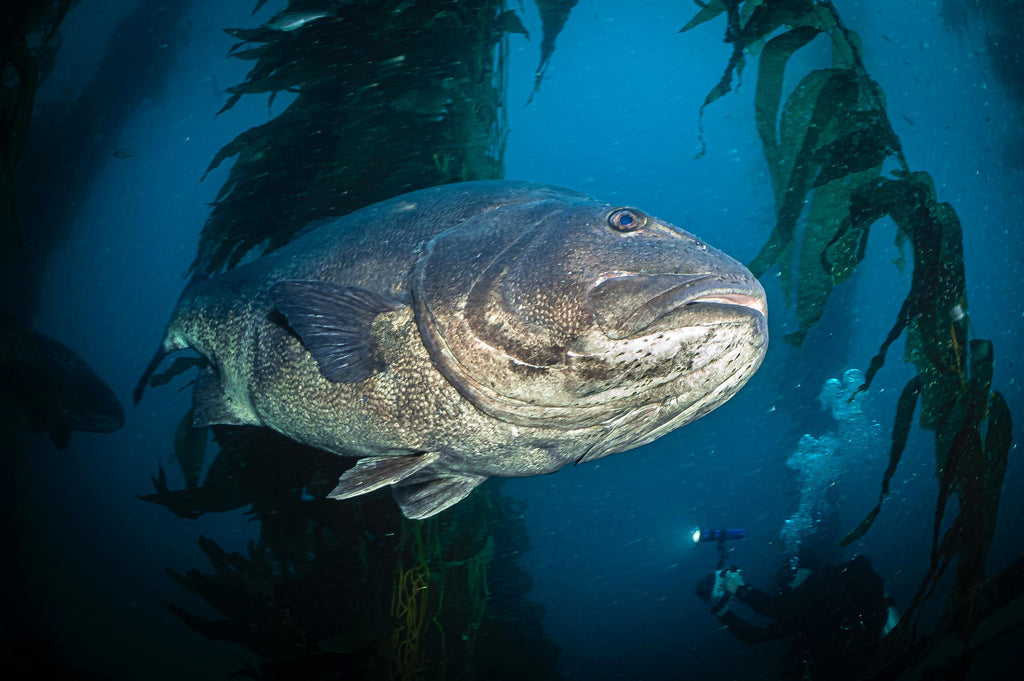 Giant Sea Bass