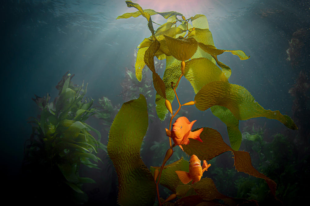 Gary Burns Kelp Forest