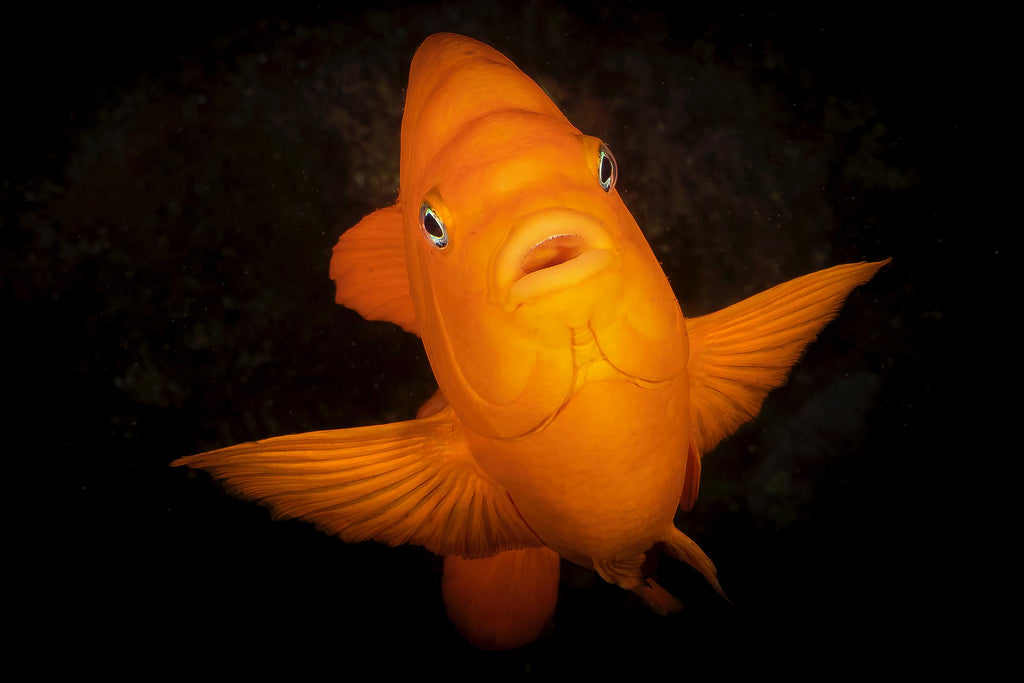 Gary Burns Garibaldi Catalina Island