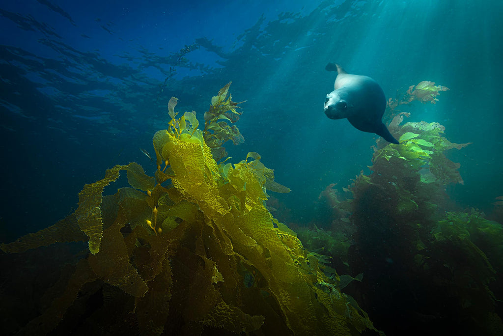 Catalina Island Sea Lion 