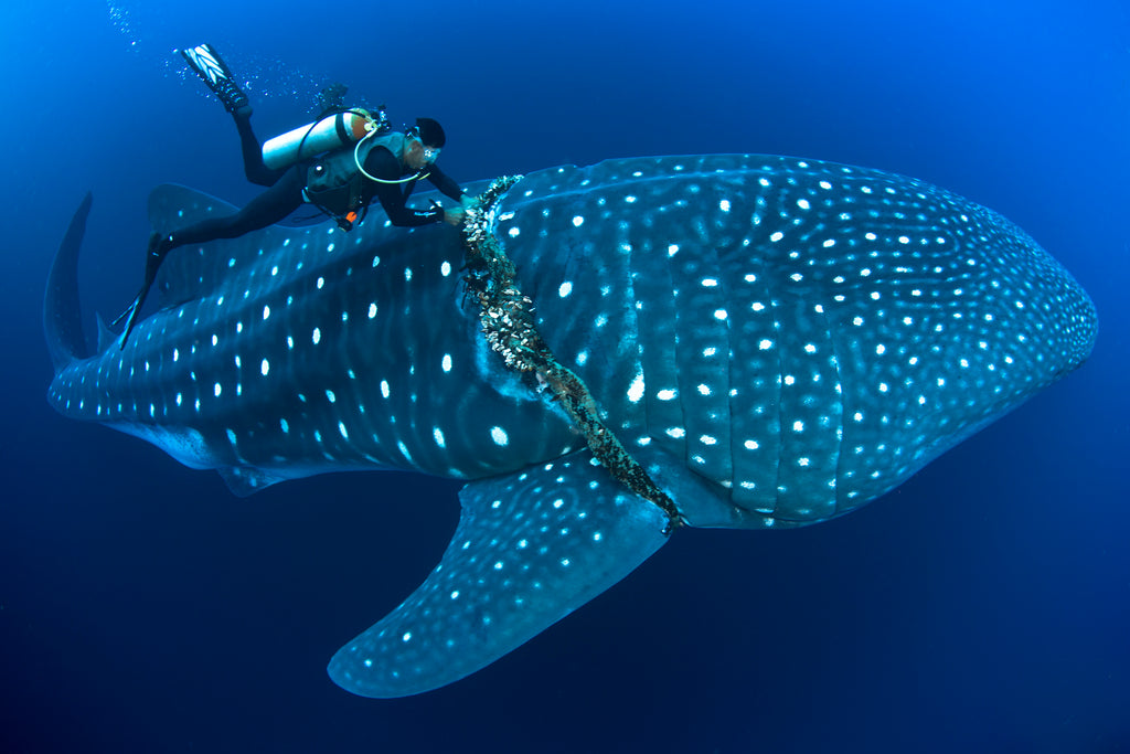 Whale Shark Copyright David Valencia