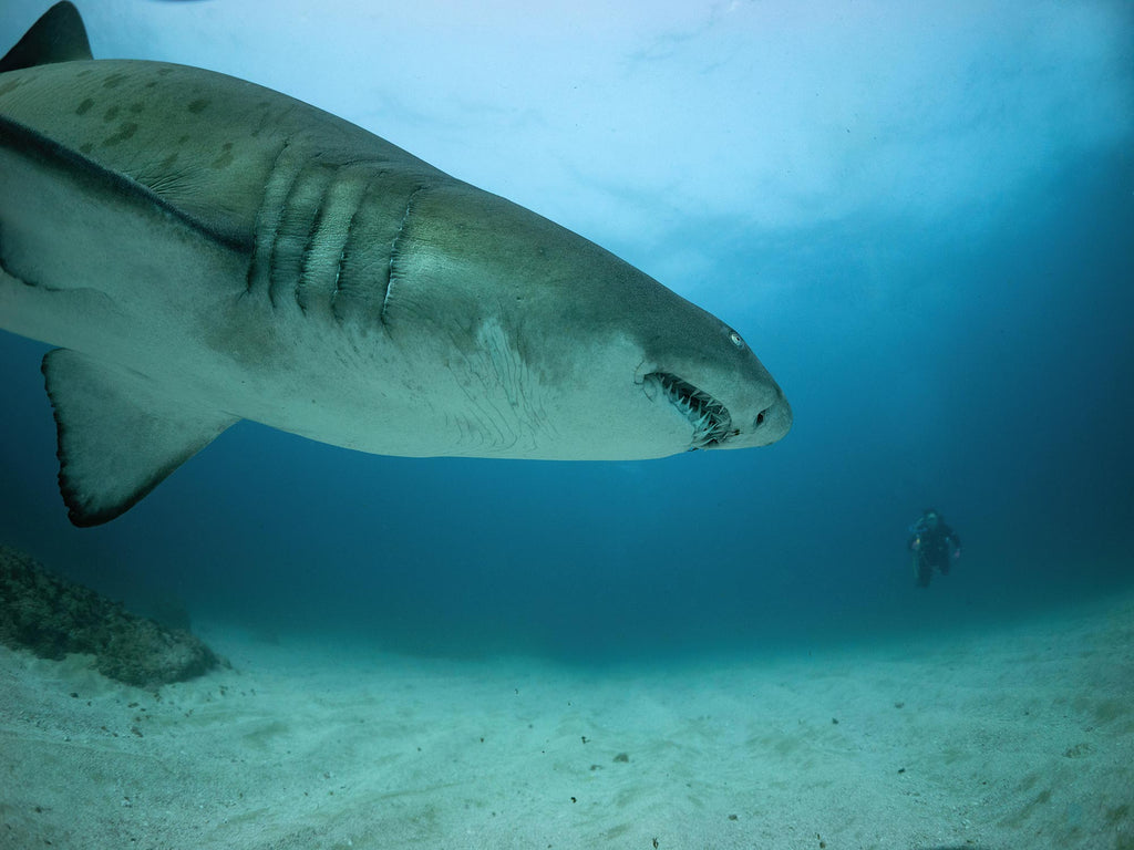 Shark with Diver Matt Jacobs