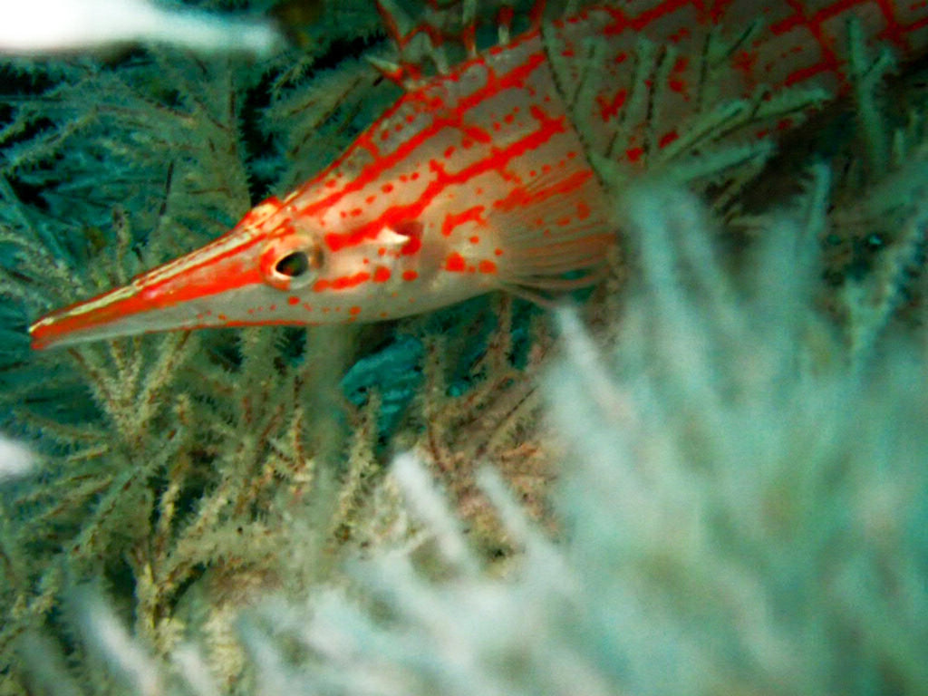 Nicki Gibson Longnose Hawkfish