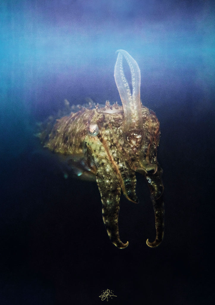 altered memories taken by james graham using an ikelite underwater housing