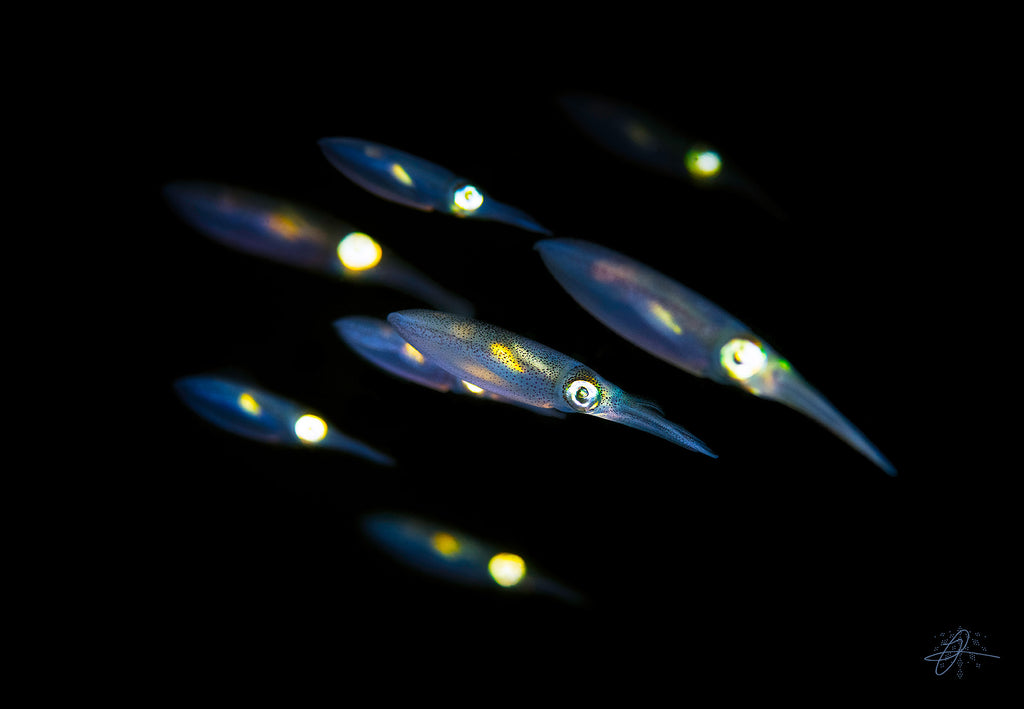 dark lanterns by james graham taken using a nikon camera inside an ikelite underwater housing