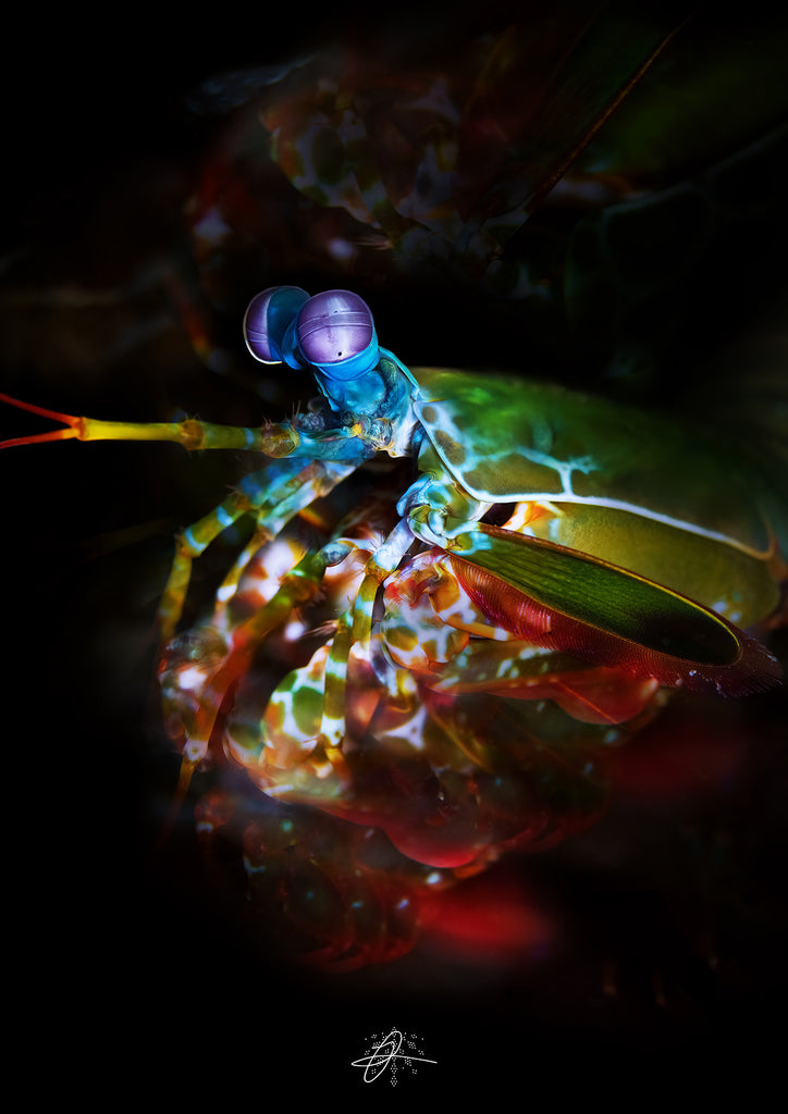 gravity's rainbow by james graham taken with a nikon camera inside an ikelite underwater housing