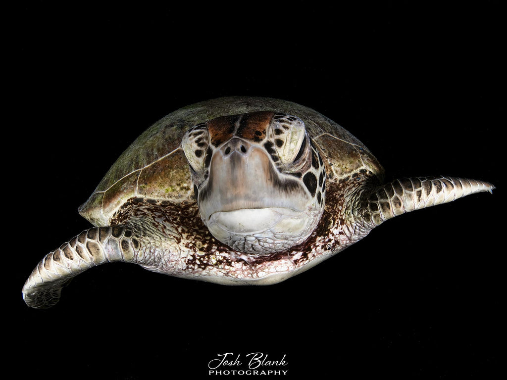 Josh Blank Blackwater Turtle