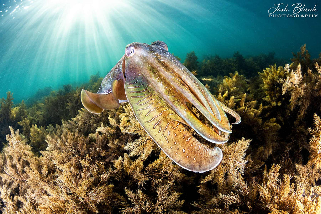 Josh Blank Cuttlefish