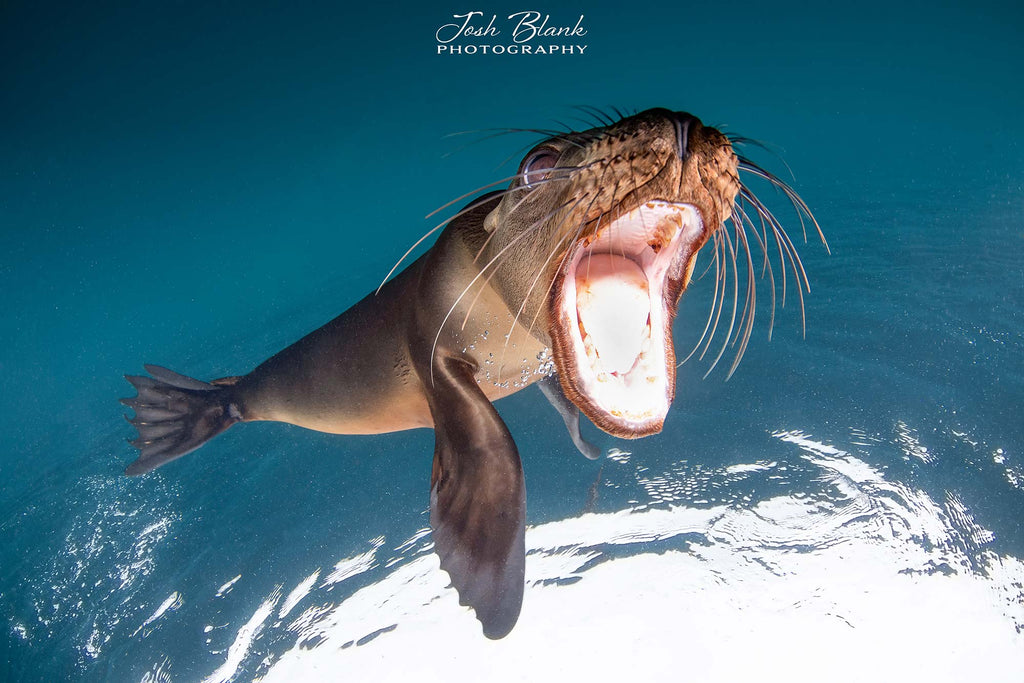 Josh Blank Sea Lion