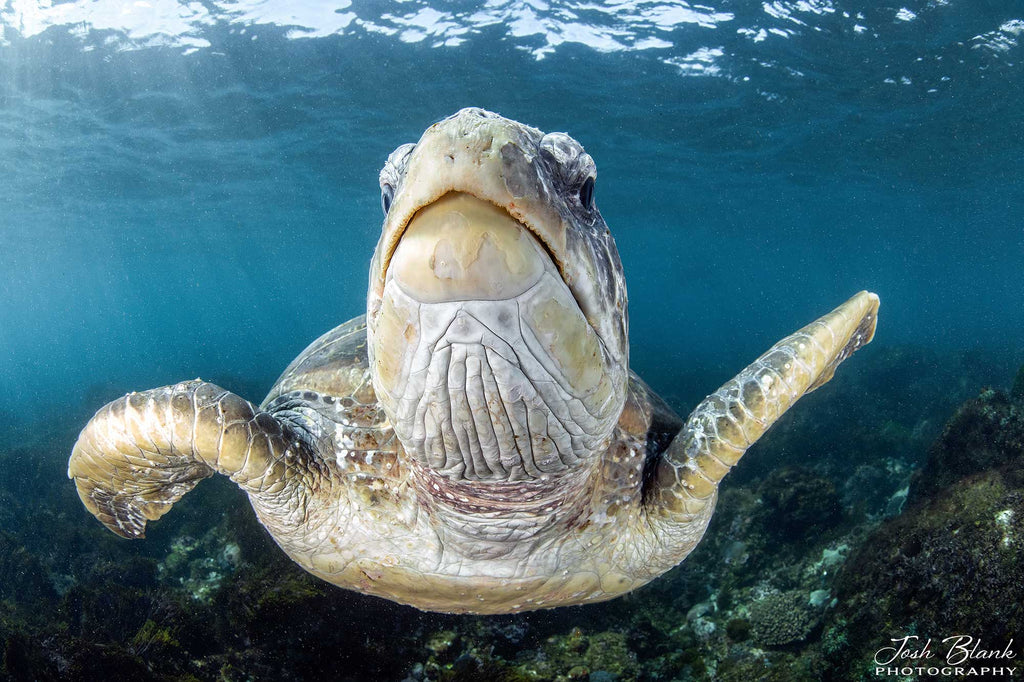 Josh Blank Sea Turtle 1