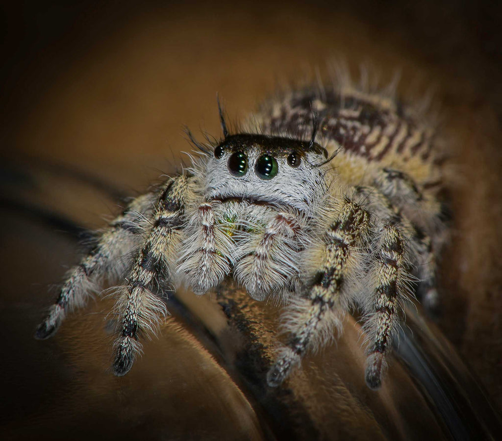 Jumping Spiders Abound
