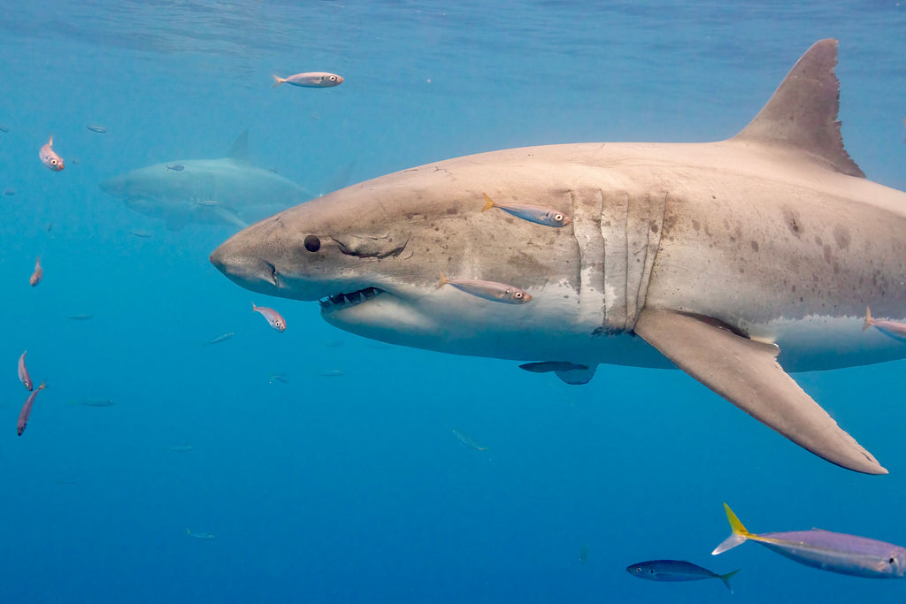 great white shark with fish by tomas koeck using an ikelite underwater housing