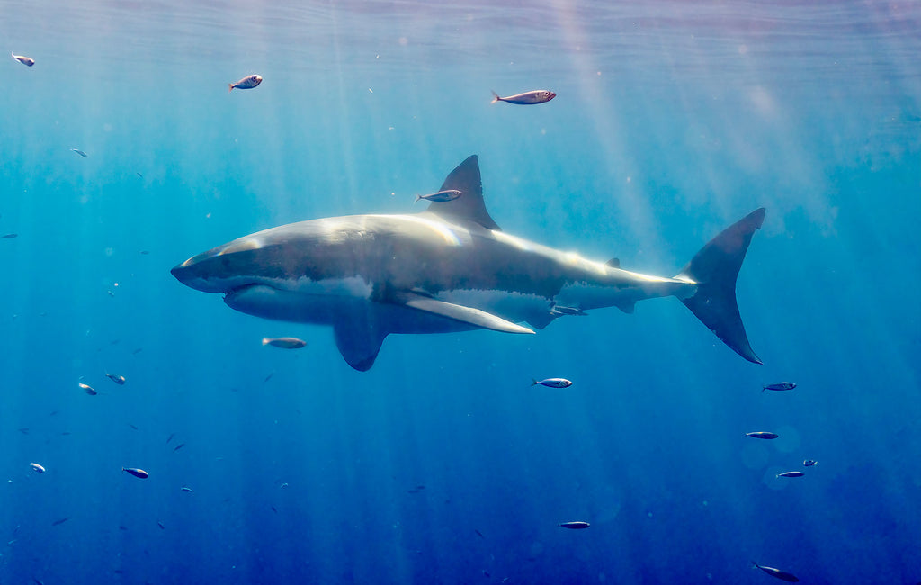 great white shark with light rays by tomas koeck using an ikelite underwater housing