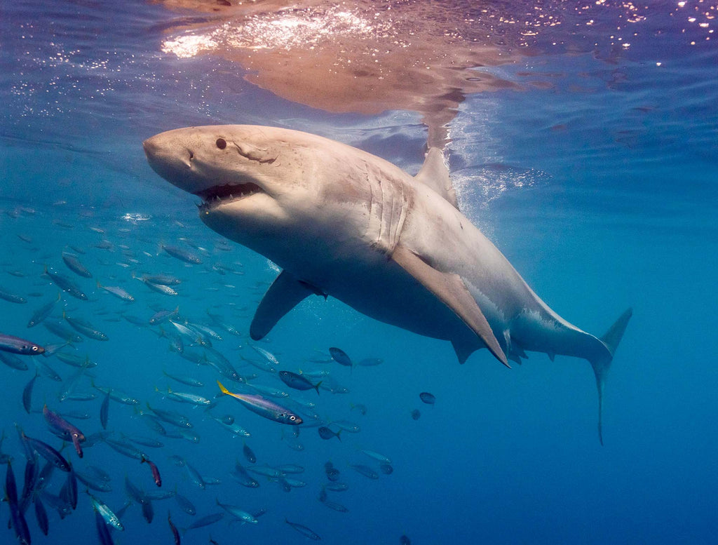 great white shark named andy by tomas koeck using an ikelite underwater housing