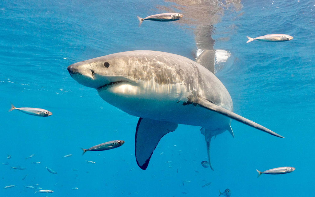 great white shark female by tomas koeck using an ikelite underwater housing