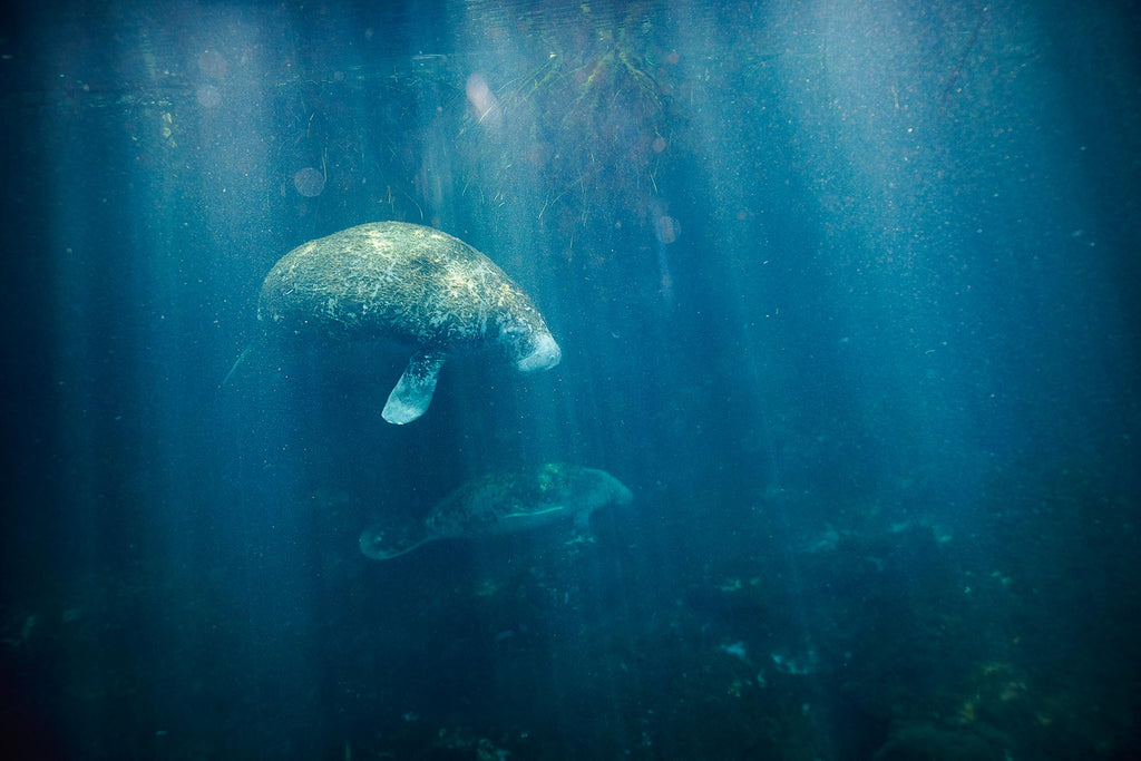 Klaus Thymann Manatee Mother and Baby