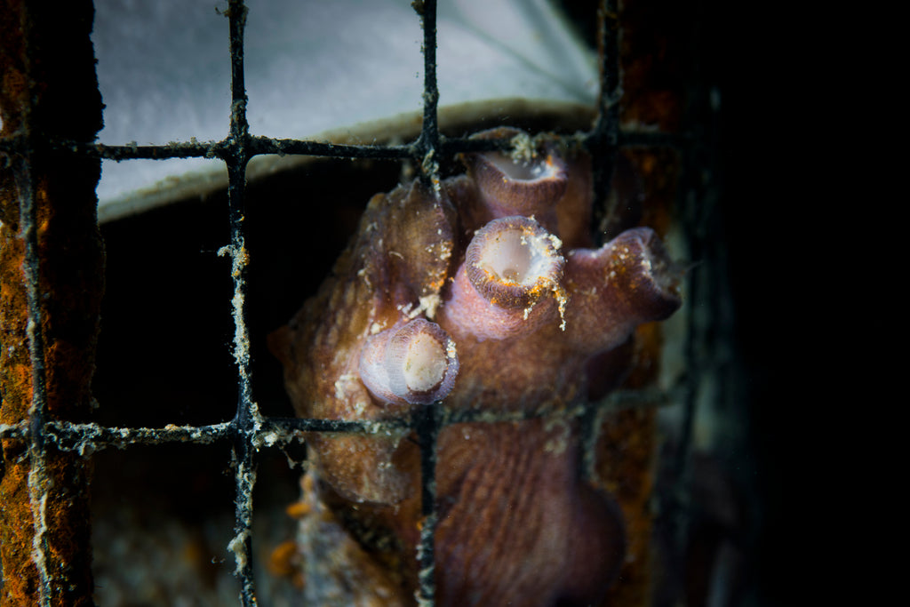 lorenzo terraneo octopus trapped behind fishing net