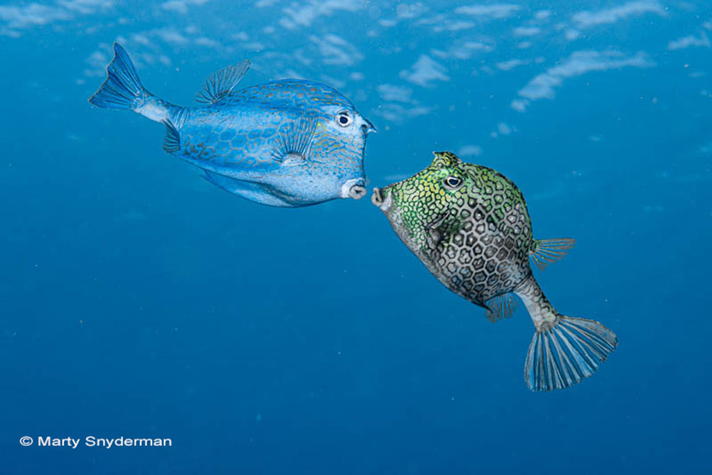 Marty Snydermann Honeycomb Cowfish