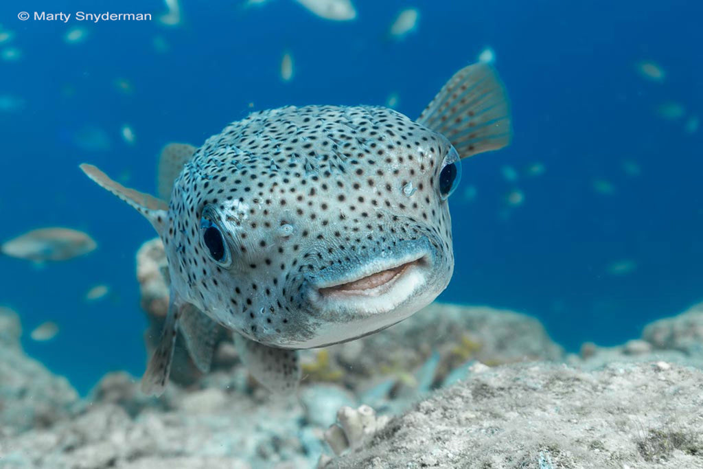 Marty Snydermann Porcupine Fish