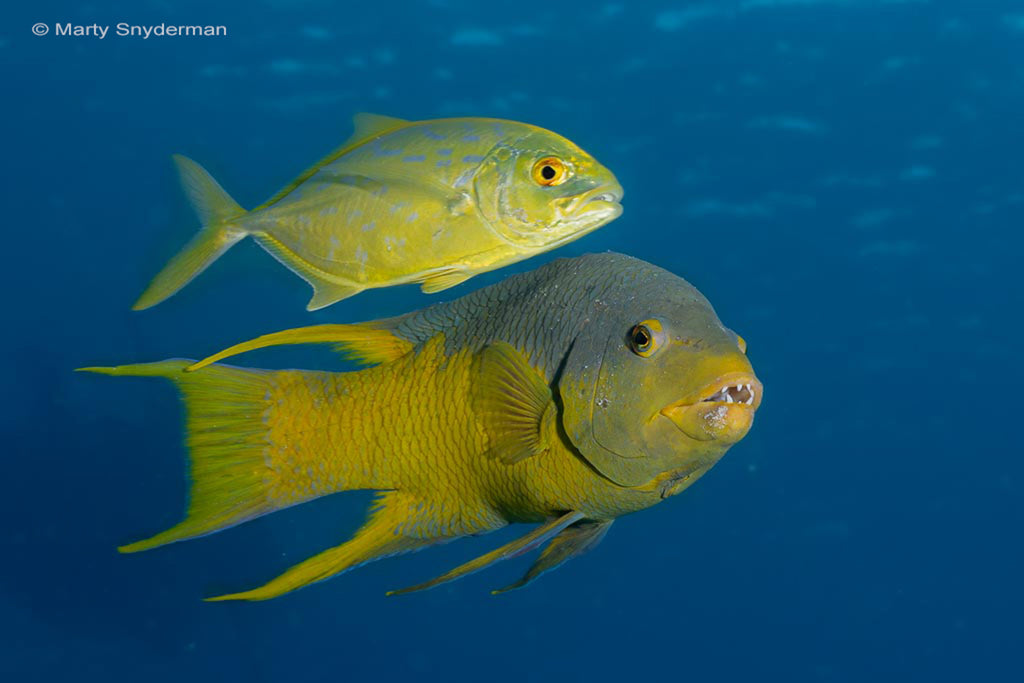 Marty Snydermann Yellow Jack and Spanish Hogfish 