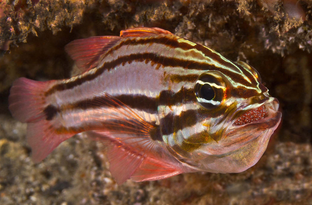 next generation image by matt dowse taken with canon camera inside an ikelite underwater housing