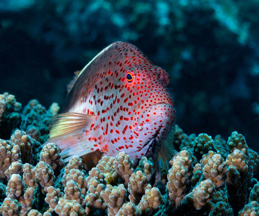 freckled hawfish matt dowse taken with ikelite underwater housing