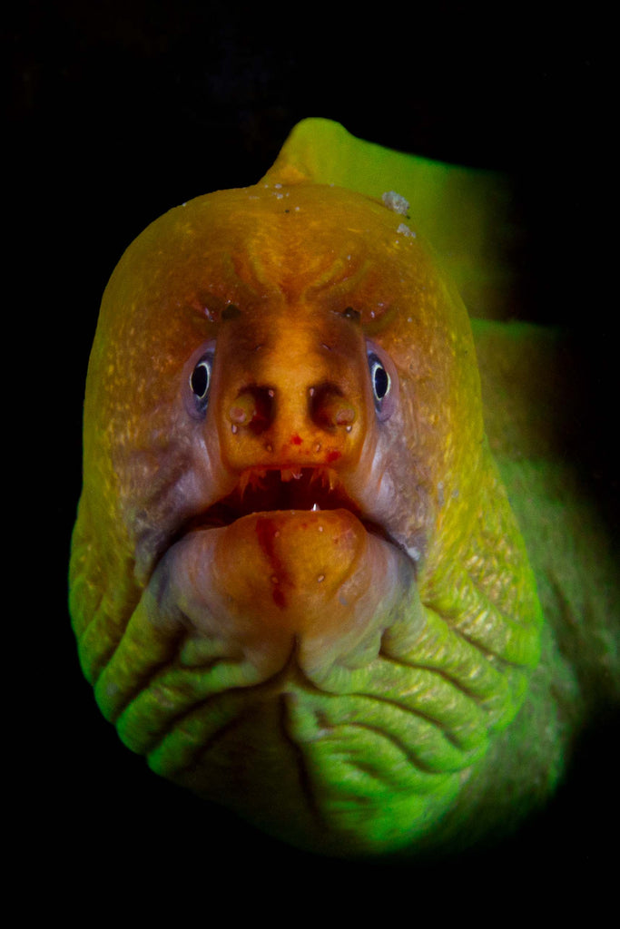 green moray eel by matt dowse taken with ikelite underwater housing