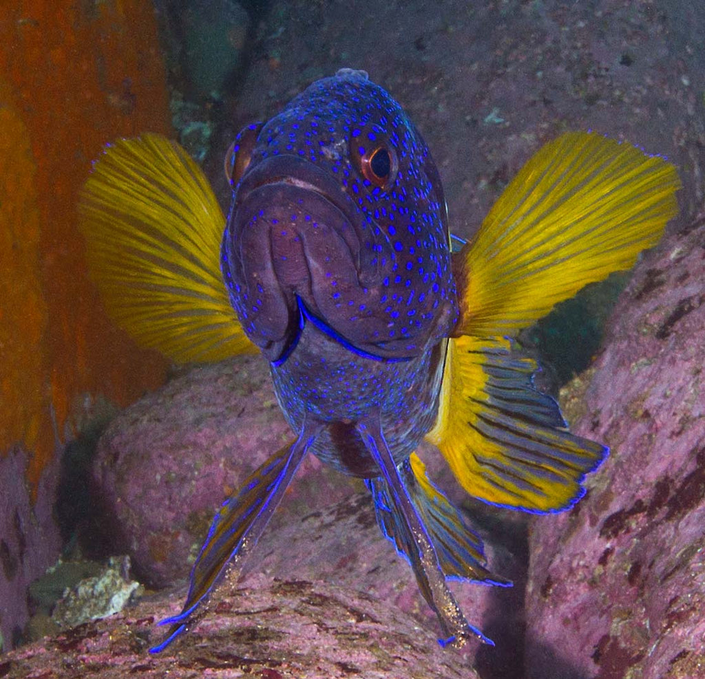 terrigal eastern blue devil by matt dowse taken with canon camera inside an ikelite underwater housing