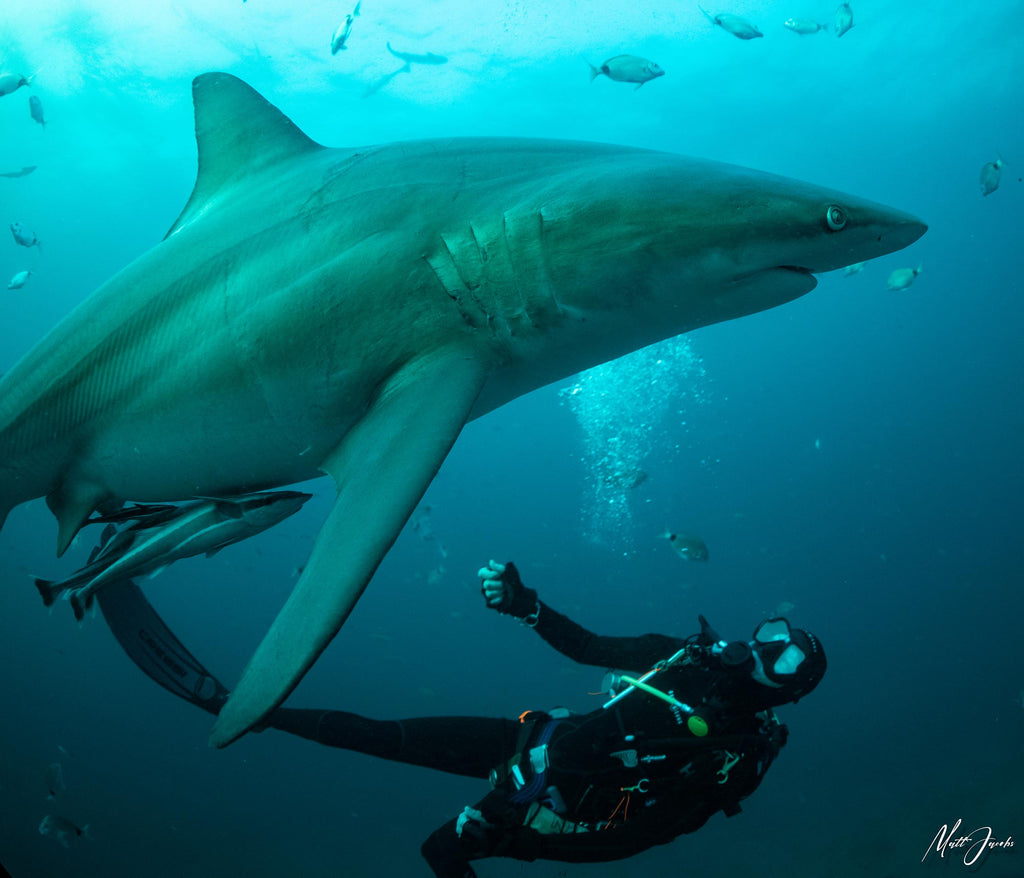 Matt Jacobs Diver with Shark