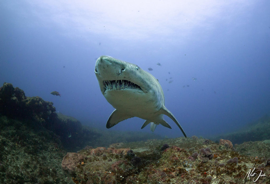 Matt Jacobs Shark Teeth