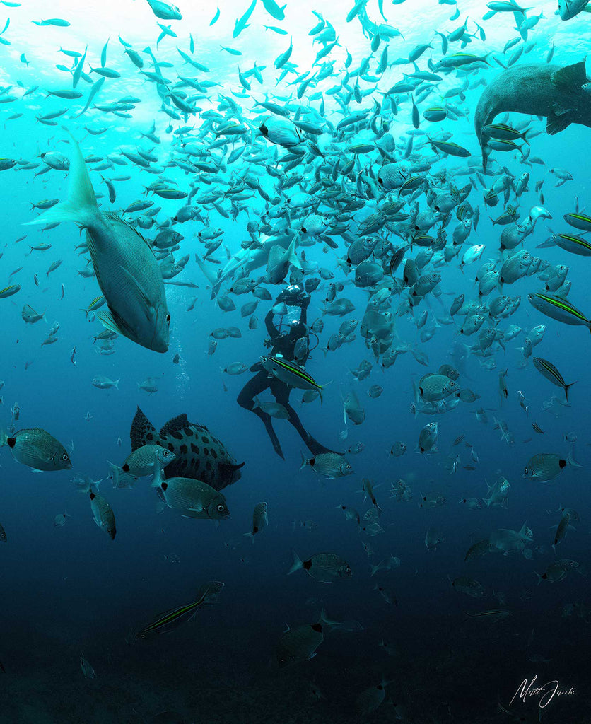 matt jacobs image of fish with diver taken in south africa with an ikelite underwater camera housing