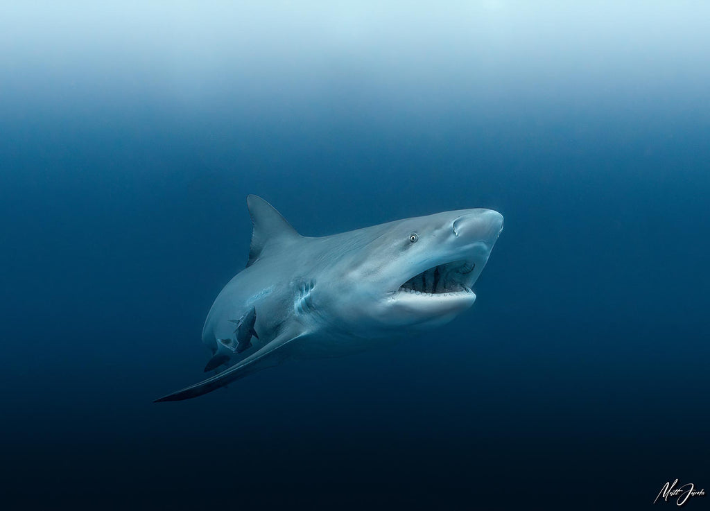 ikelite ambassador matt jacobs image of a shark taken in south africa with an ikelite underwater camera housing