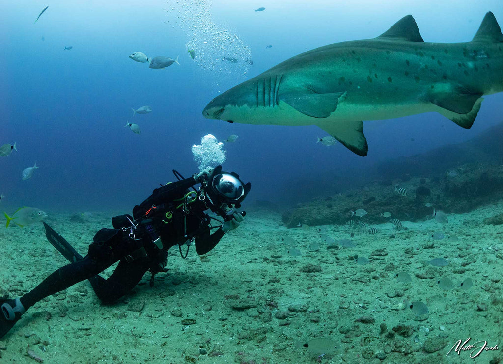 matt jacobs image of diver taking shark photograph in south africa taken with ikelite underwater housing