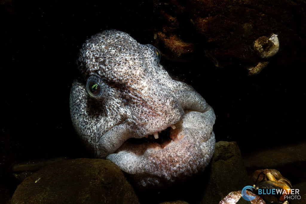 Nirupam Nigam stone fish taken with ikelite underwater systems