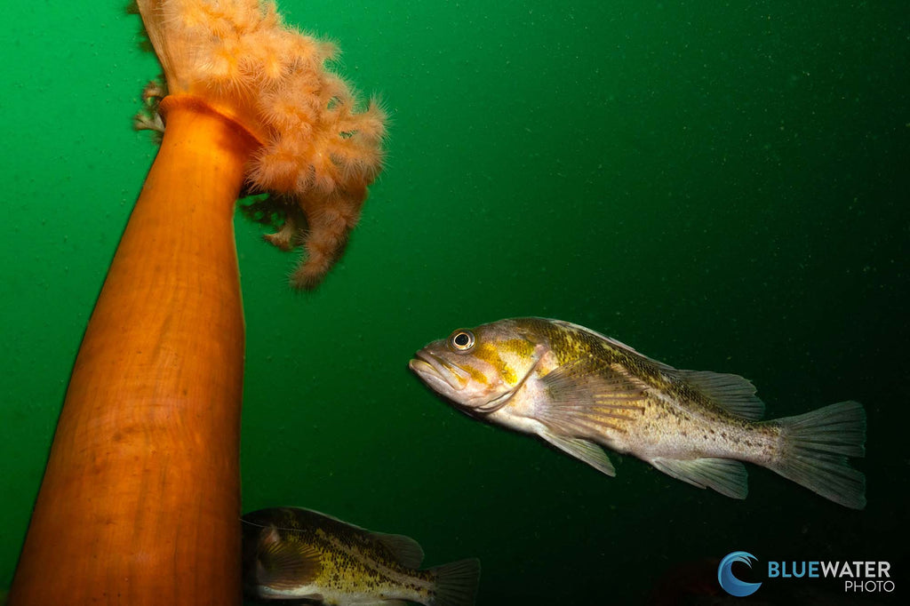 nirupam nigam taken with sony a6700 inside an ikelite underwater housing