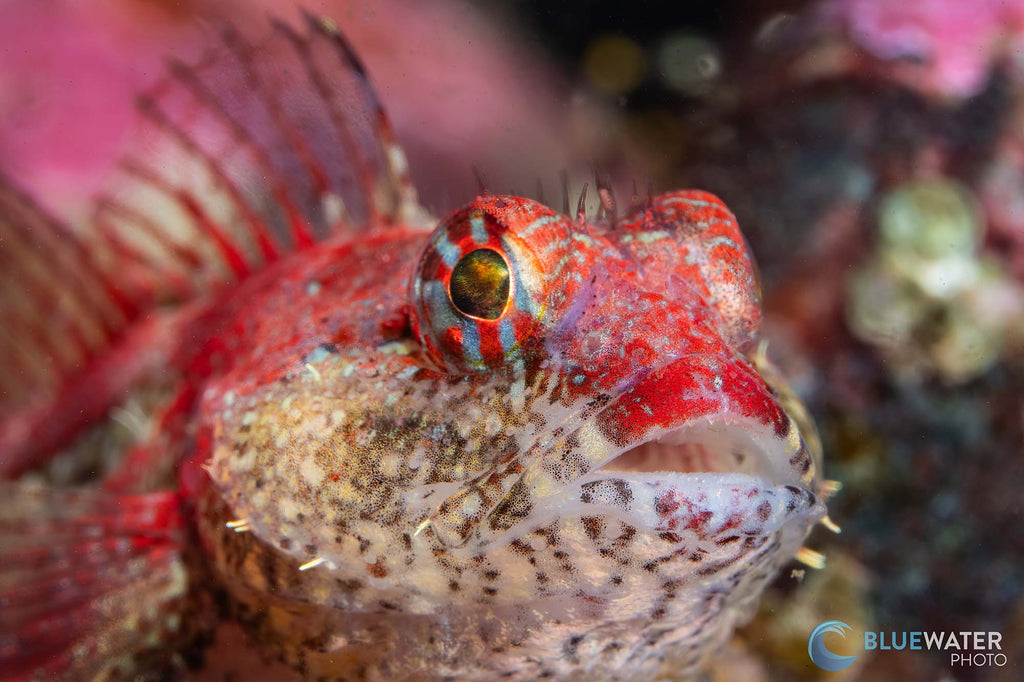 nirupam nigam taken with sony a6700 inside an ikelite underwater housing